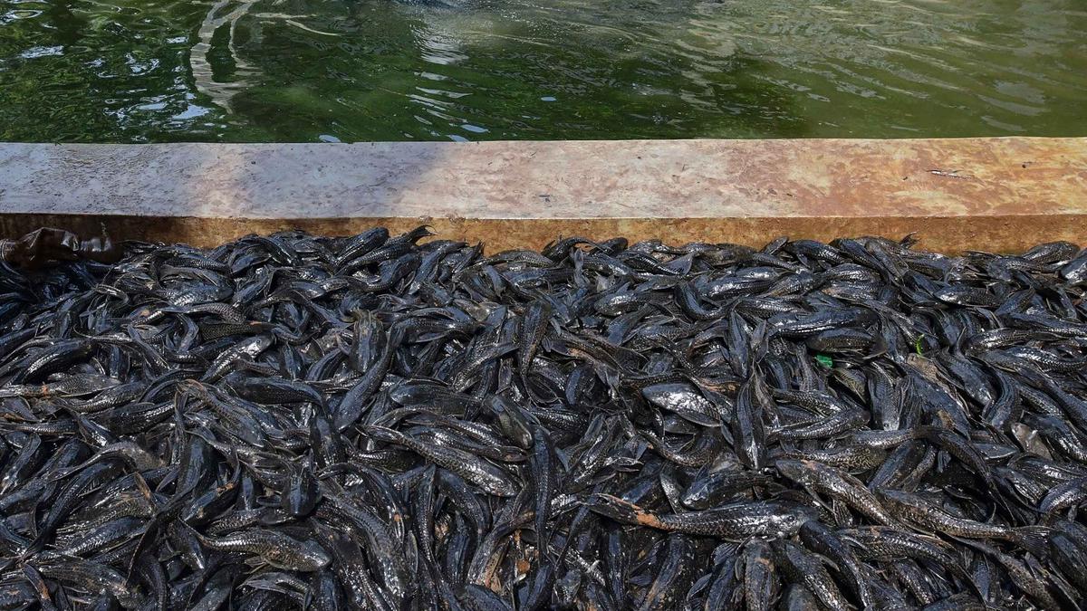 Ikan Sapu-Sapu Dimusnahkan dengan Dibelah lalu Dikubur